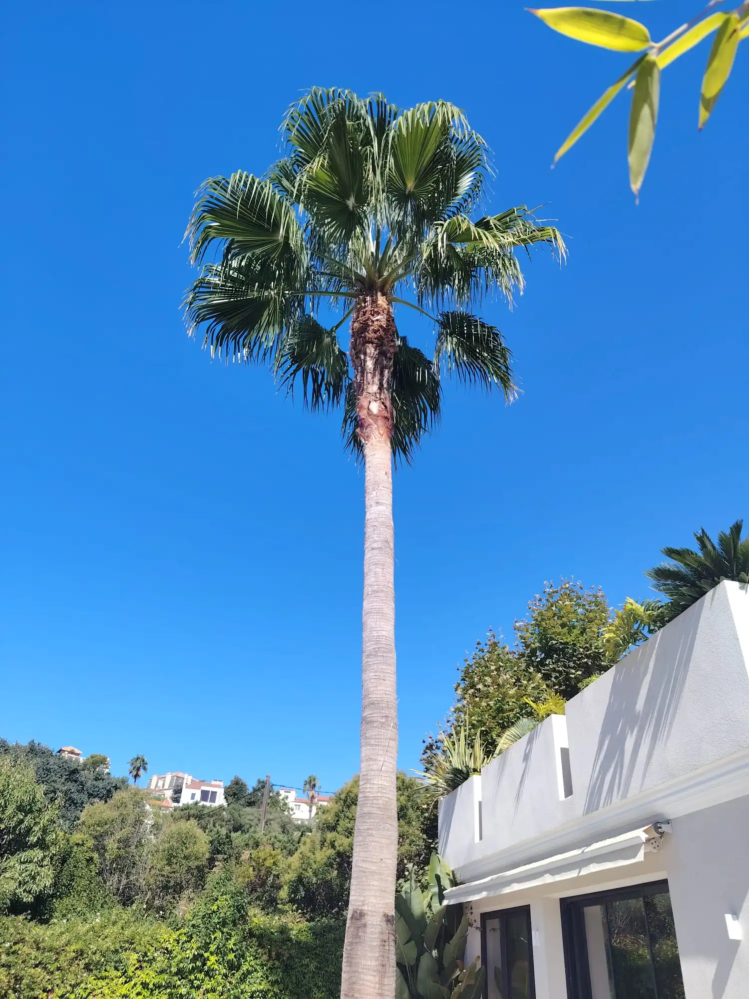 Plantation de palmier mature par paysagiste à Marseille